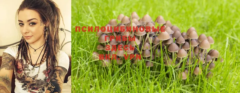 как найти закладки  Кадников  Псилоцибиновые грибы Psilocybine cubensis 